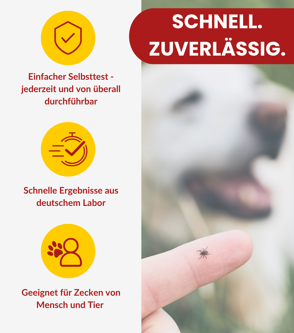 Borreliose Test & FSME Test nach Zeckenbiss