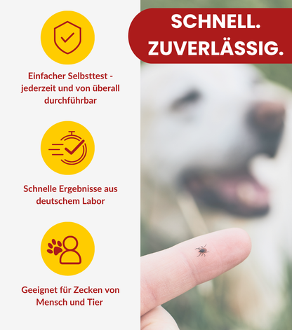 Borreliose Test & FSME Test nach Zeckenbiss