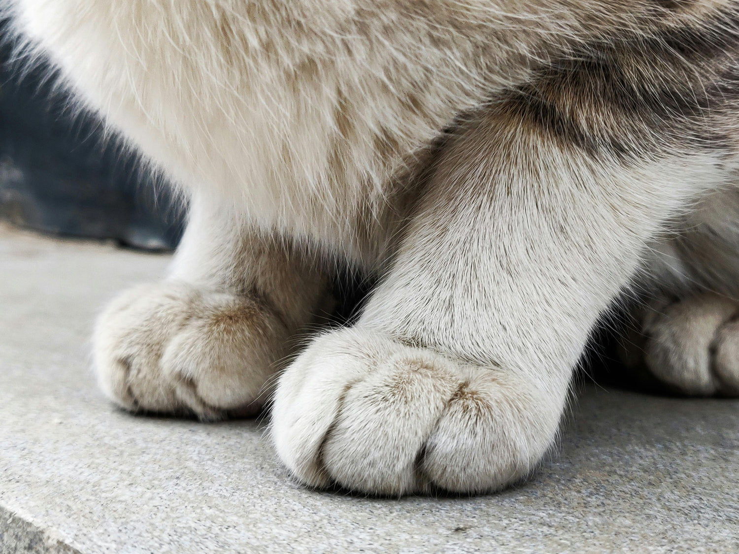 Zu sehen sind die Pfoten einer Katze, an denen ebenfalls ein Pilz bei Katzen  auftreten kann.